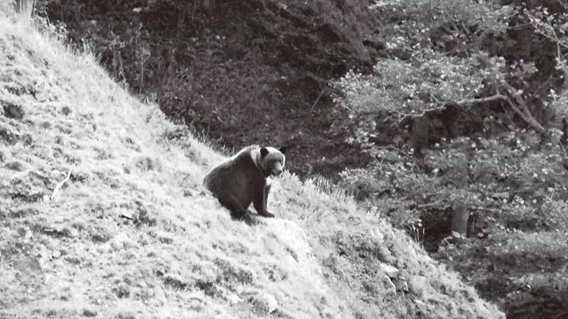 熊よけスプレーの有効性は？ 釣り人のヒグマ対策／後編 | 全国おすすめ